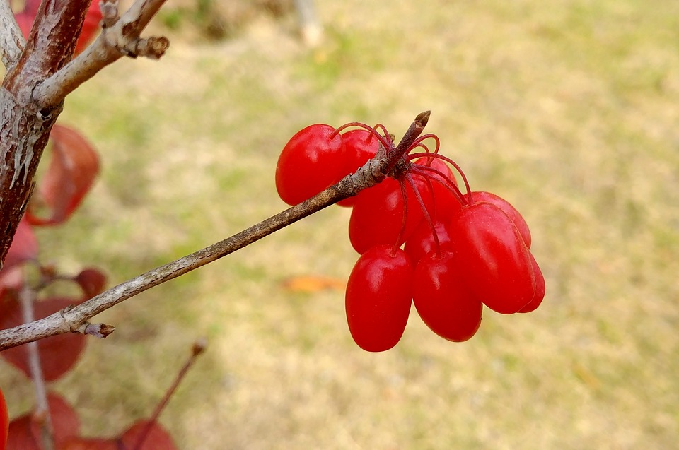 Šišandra jagode kot naravno zdravilo