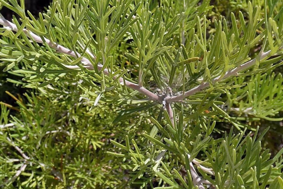 Abrašica ali Abraščica (Artemisia abrotanum) 1