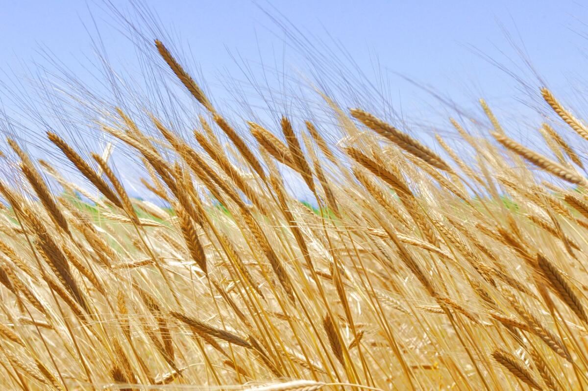Pšenica (Triticum) - Poljub narave