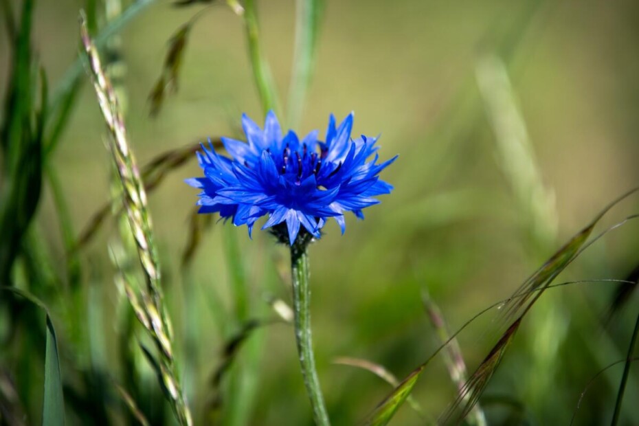 Plavica, modri glavinec (Centaurea cyanus) 5