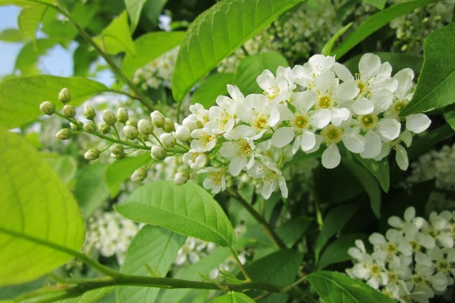 Čremsa (Prunus padus) 6
