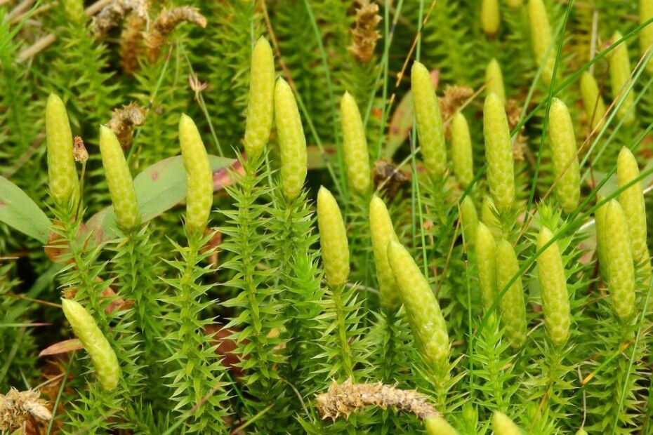 Kijasti lisičjak (Lycopodium clavatum) 5