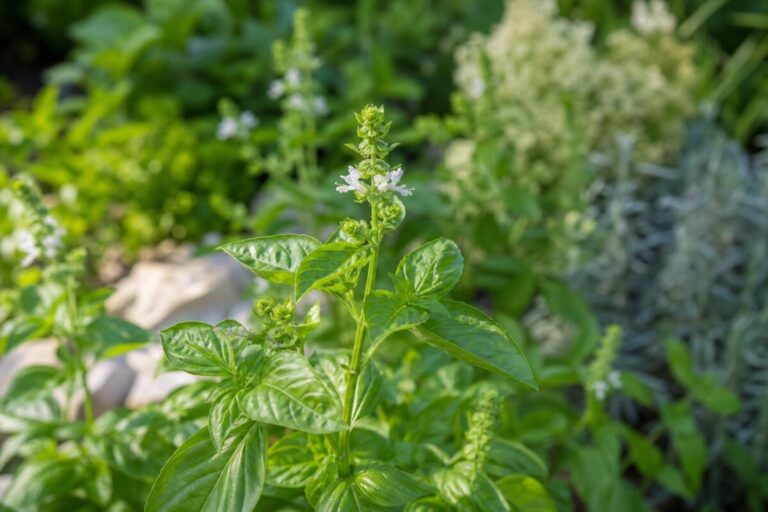 Bazilika (Ocimum basilicum) z zelenimi listi in drobnimi svetlimi cvetovi na zeliščnem vrtu.