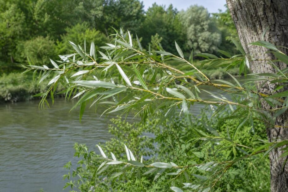 Bela vrba (Salix alba) z ozkimi svetlimi listi ob rečnem bregu.