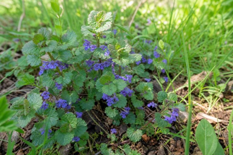 Bršljanasta grenkuljica (Glechoma hederacea) z okroglastimi listi in modrovijoličastimi cvetovi.