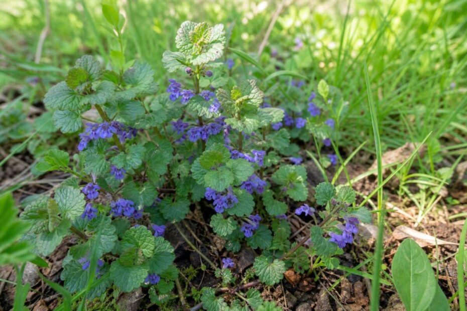 Bršljanasta grenkuljica (Glechoma hederacea) z okroglastimi listi in modrovijoličastimi cvetovi.