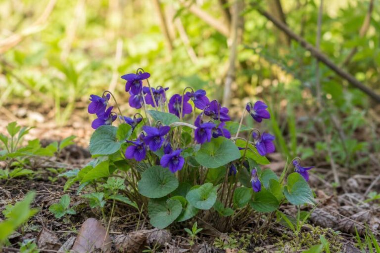 Dišeča vijolica (Viola odorata L.) s temno vijoličnimi cvetovi in srčastimi listi na zgodnjepomladanskem naravnem rastišču v Sloveniji.