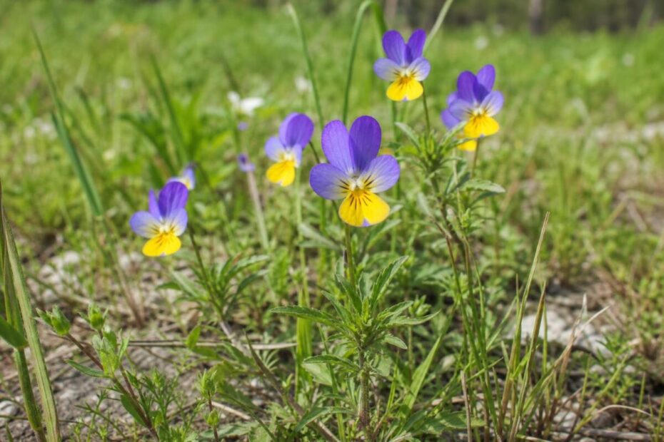 Divja mačeha (Viola tricolor) z večbarvnimi cvetovi na travniškem rastišču
