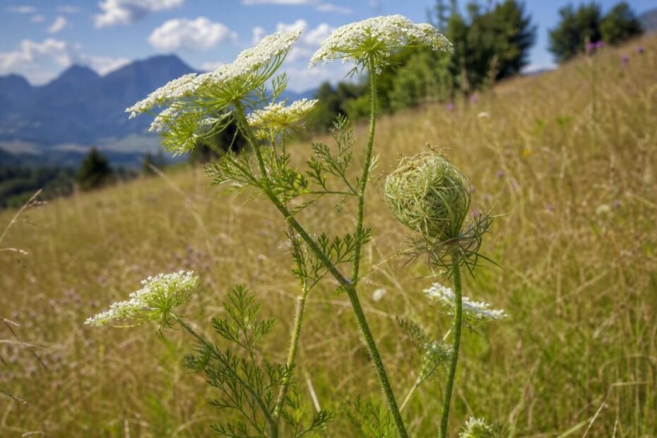 Divje korenje (Daucus carota) z belimi kobuli in značilnimi deljenimi listi na suhem travniku.