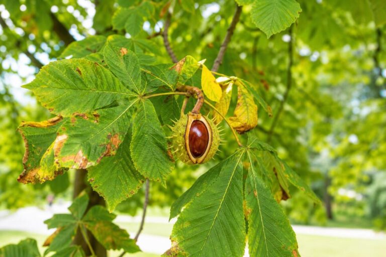 Divji kostanj (Aesculus hippocastanum) z dlanastimi listi, bodičastim plodom in rjavim semenom.