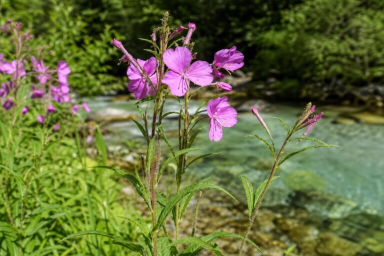 Dlakavi vrbovec (Epilobium hirsutum) z dlakavimi stebli in velikimi rožnatovijoličnimi cvetovi ob vodi.