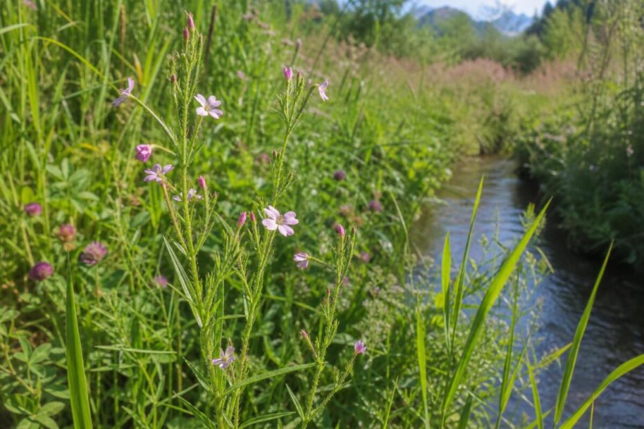 Drobnocvetni vrbovec (Epilobium parviflorum) z drobnimi bledo rožnatimi cvetovi na vlažnem rastišču.