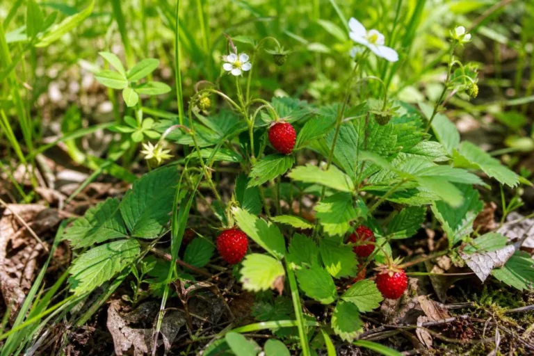 Gozdna jagoda (Fragaria vesca) s trojnatimi listi, belimi cvetovi in zrelimi rdečimi plodovi.