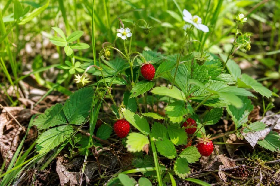 Gozdna jagoda (Fragaria vesca) s trojnatimi listi, belimi cvetovi in zrelimi rdečimi plodovi.