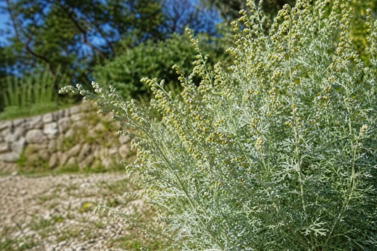 Grenki pelin (Artemisia absinthium) s srebrnkastimi listi in drobnimi rumenimi cvetnimi koški.