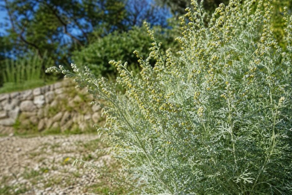 Grenki pelin (Artemisia absinthium) s srebrnkastimi listi in drobnimi rumenimi cvetnimi koški.