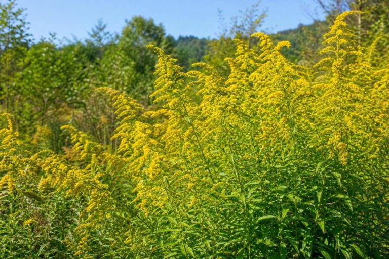 Kanadska zlata rozga (Solidago canadensis) z visokimi stebli in razvejanimi rumenimi socvetji.