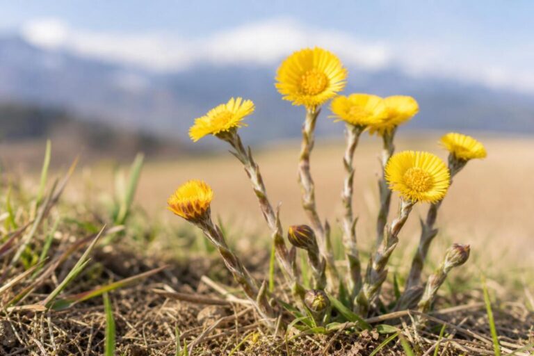 Lapuh (Tussilago farfara) s rumenimi cvetovi na zgodnjespomladanski brežini