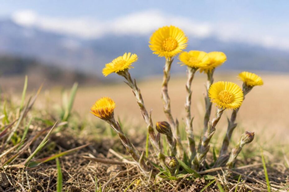 Lapuh (Tussilago farfara) s rumenimi cvetovi na zgodnjespomladanski brežini