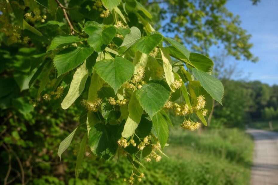 Lipovec (Tilia cordata) s srčastimi listi, rumenkastimi cvetovi in značilnimi ovršnimi listi.