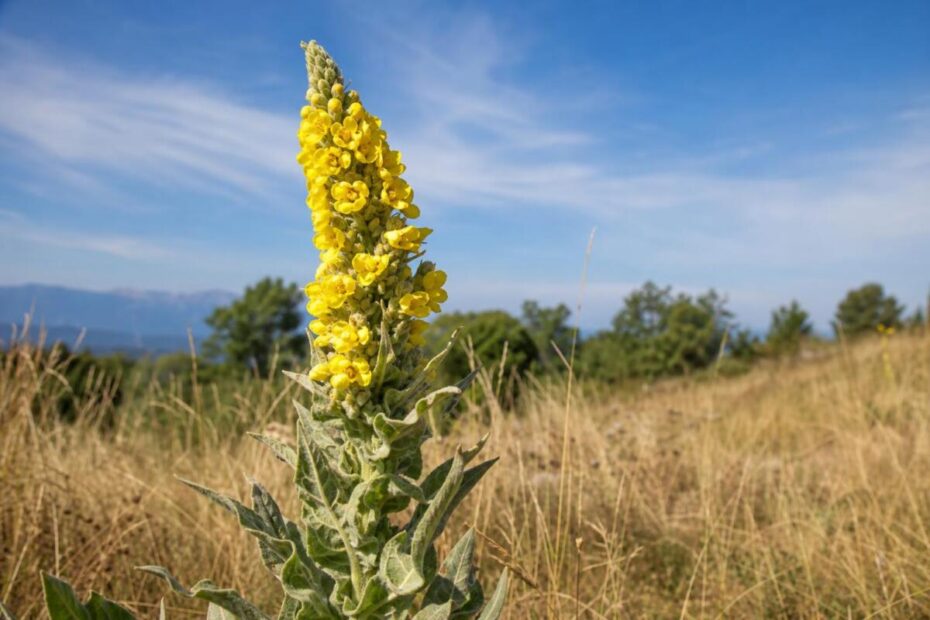 Lučnik (Verbascum densiflorum) z rumenimi cvetovi na sončnem suhem rastišču