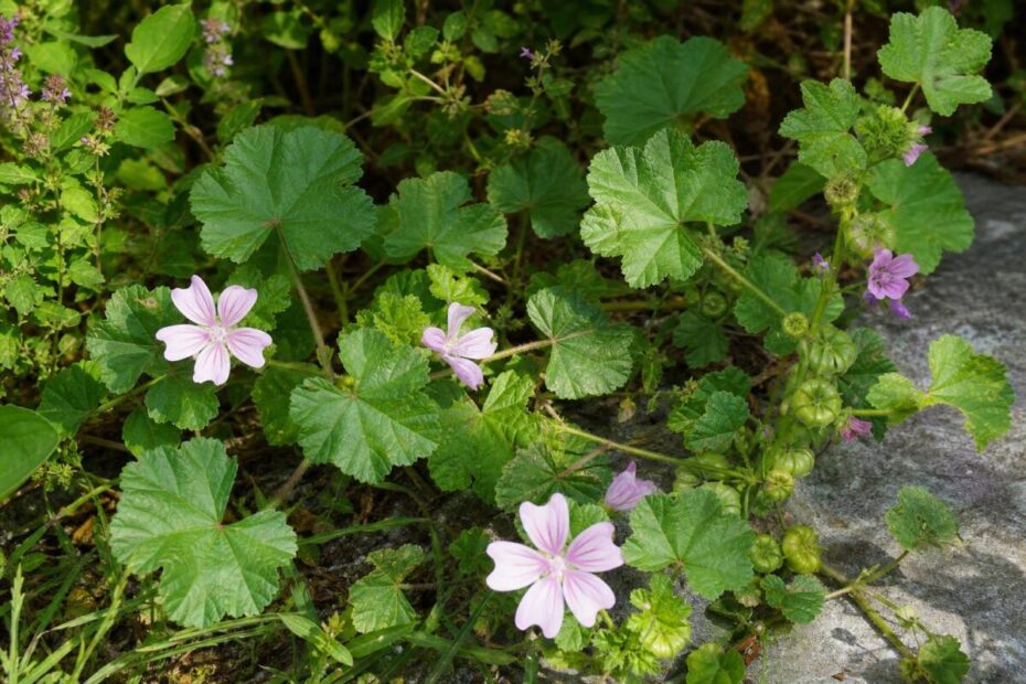 Mali slezenovec (Malva neglecta) z okroglastimi dlanasto žilnatimi listi in drobnimi bledo rožnatimi cvetovi.