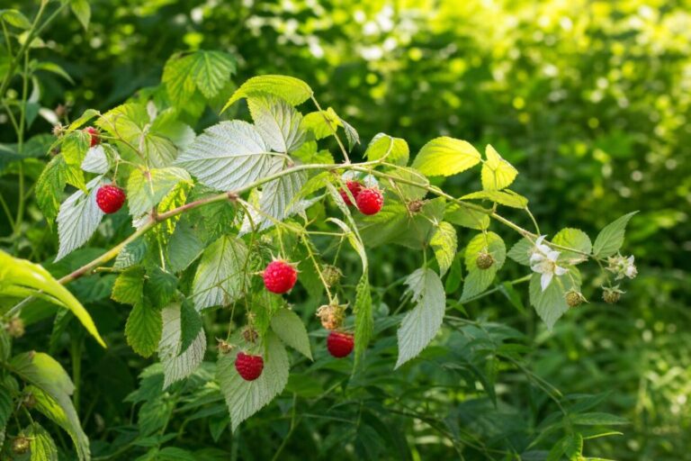 Malinjak (Rubus idaeus) z listi, belimi cvetovi in zrelimi rdečimi malinami na gozdnem robu.