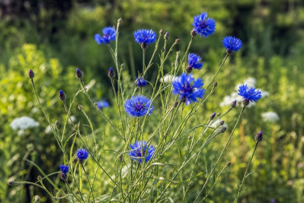 Modri glavinec (Centaurea cyanus) z značilnimi modrimi cvetnimi koški