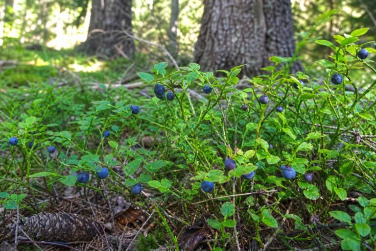 Navadna borovnica (Vaccinium myrtillus) z zrelimi temnomodrimi plodovi v iglastem gozdu.