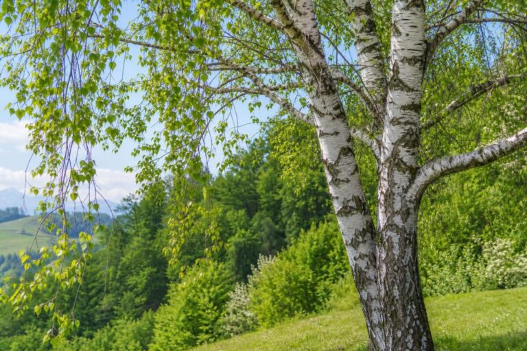Navadna breza (Betula pendula) z belo skorjo in zelenimi listi na svetlem gozdnem robu