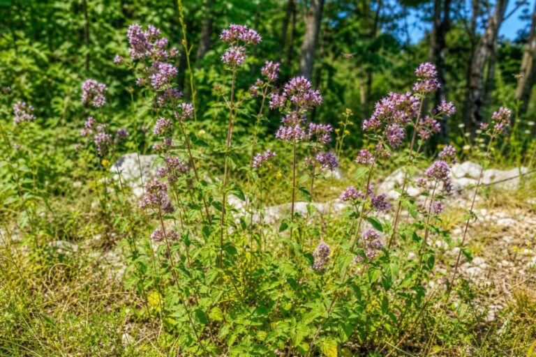 Navadna dobra misel (Origanum vulgare) z rožnato vijoličnimi cvetovi na sončnem rastišču