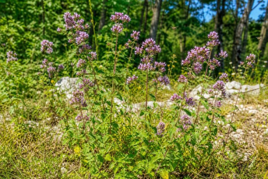 Navadna dobra misel (Origanum vulgare) z rožnato vijoličnimi cvetovi na sončnem rastišču