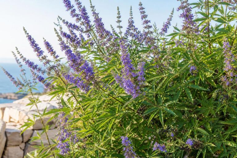 Navadna konopljika (Vitex agnus-castus) z dlanastimi listi in vijoličastimi socvetji