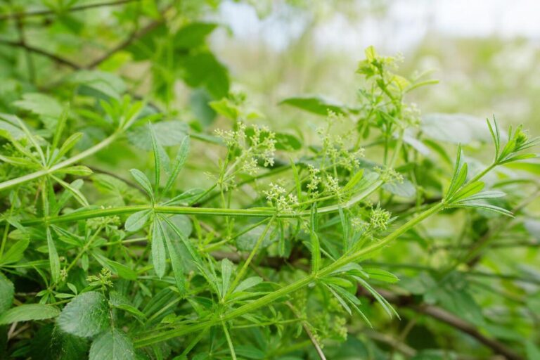 Navadna lakota (Galium aparine) z listnimi vretenci in drobnimi cvetovi v živi meji