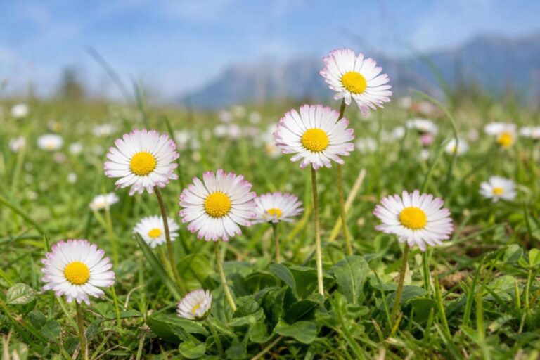 Navadna marjetica (Bellis perennis) z belimi cvetnimi koški na spomladanskem travniku