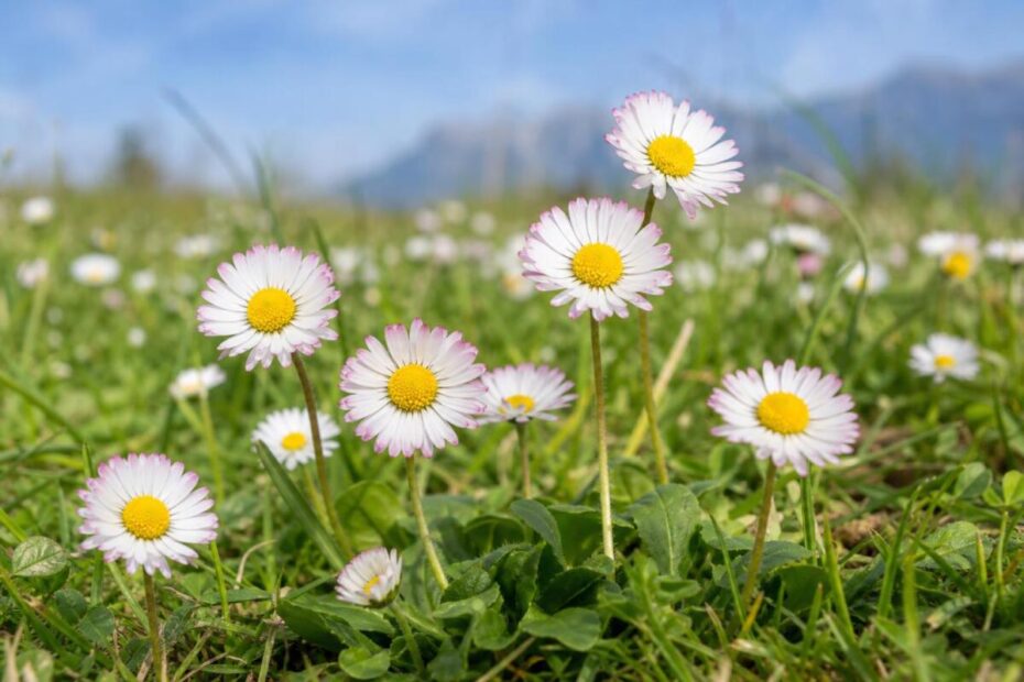 Navadna marjetica (Bellis perennis) z belimi cvetnimi koški na spomladanskem travniku