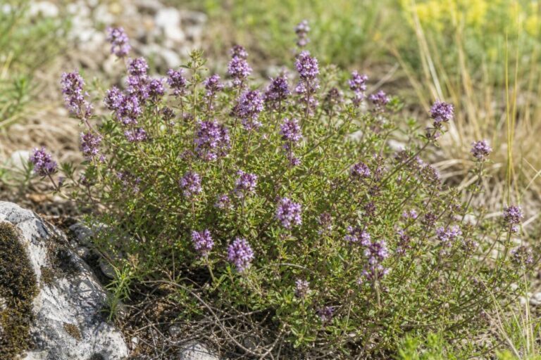 Navadna materina dušica (Thymus pulegioides) z drobnimi listi in rožnato-vijoličnimi cvetovi