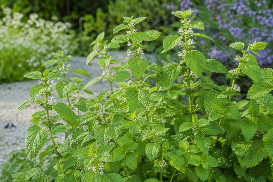 Navadna melisa (Melissa officinalis) z nazobčanimi zelenimi listi in drobnimi svetlimi cvetovi