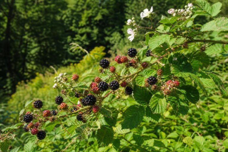 Navadna robida (Rubus fruticosus agg.) z zrelimi temnimi plodovi in nazobčanimi listi na gozdnem robu.