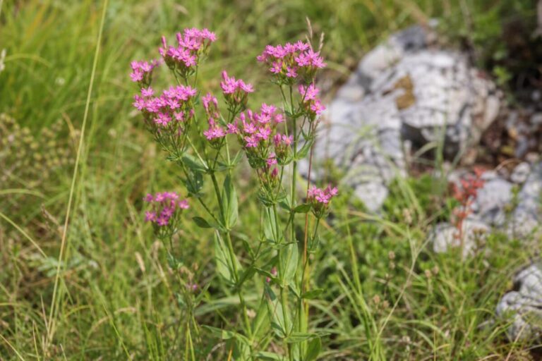 Navadna tavžentroža (Centaurium erythraea) z drobnimi rožnatimi cvetovi na travniškem robu