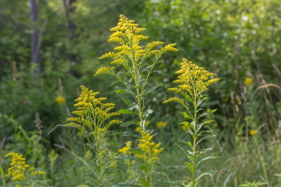 Navadna zlata rozga (Solidago virgaurea) z rumenimi cvetnimi koški na gozdnem robu