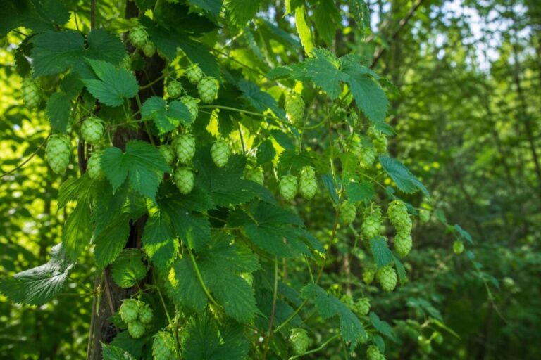 Navadni hmelj (Humulus lupulus) z zelenimi listi in visečimi ženskimi storžki