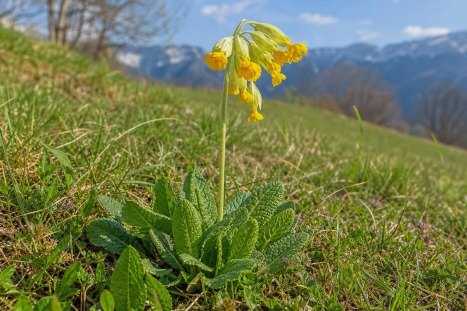 Navadni jeglič (Primula veris) z rumenimi cvetovi na skupnem cvetnem steblu