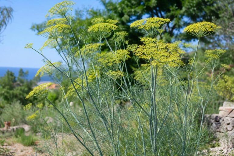 Navadni komarček (Foeniculum vulgare) z nitastimi listi in rumenimi kobulastimi socvetji