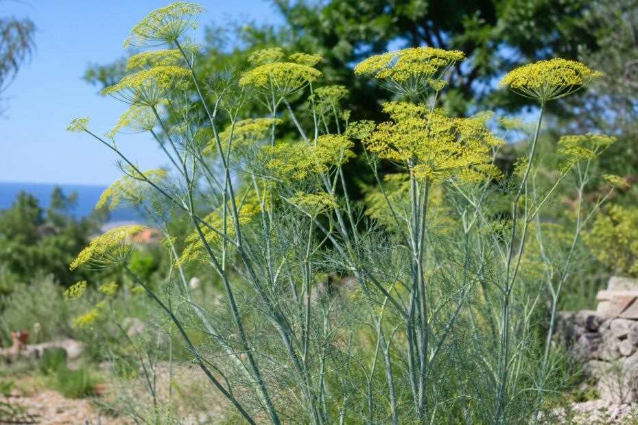 Navadni komarček (Foeniculum vulgare) z nitastimi listi in rumenimi kobulastimi socvetji