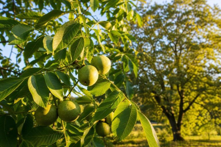 Navadni oreh (Juglans regia) z lihopernatimi listi in zelenimi plodovi na drevesu.