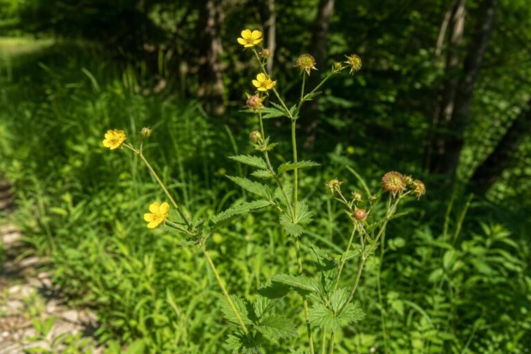 Navadni osladnik (Geum urbanum) z rumenimi cvetovi in značilnimi soplodji
