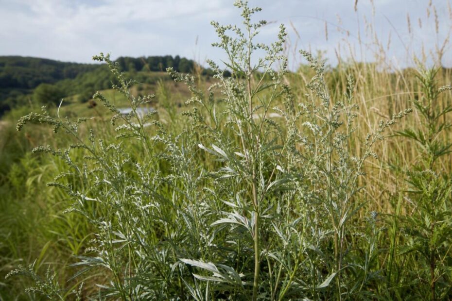 Navadni pelin (Artemisia vulgaris) na naravnem rastišču v poznem poletju