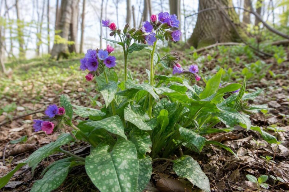 Navadni pljučnik (Pulmonaria officinalis) s pegastimi listi ter rožnatimi in modrikastimi cvetovi