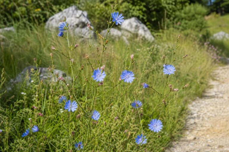 Navadni potrošnik (Cichorium intybus) z značilnimi svetlo modrimi cvetnimi koški ob suhem travniku.